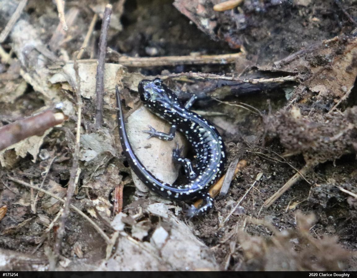 Northern Slimy Salamander