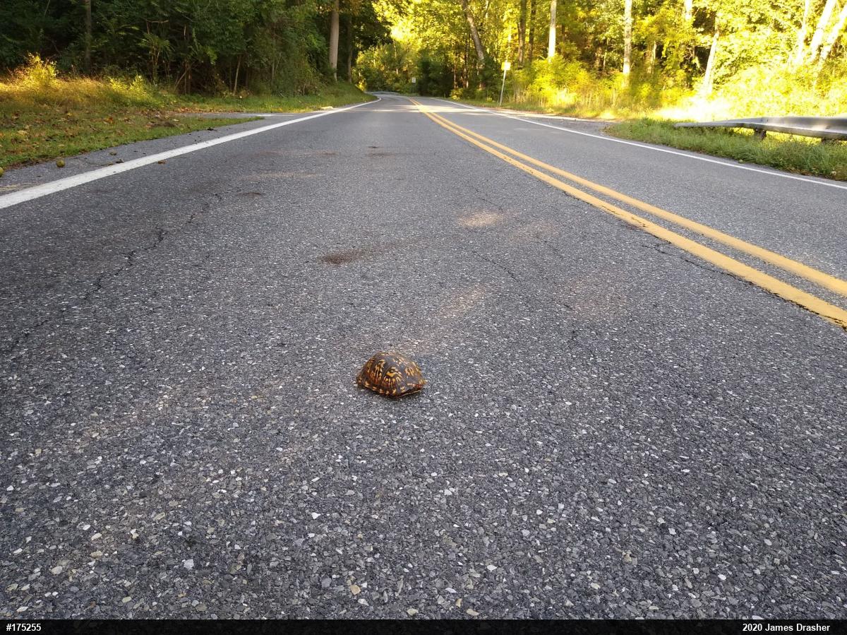 Eastern Box Turtle