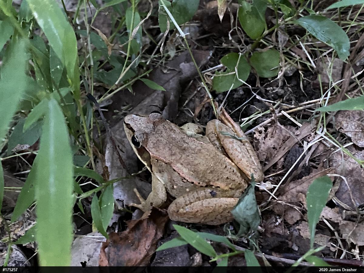 Wood Frog