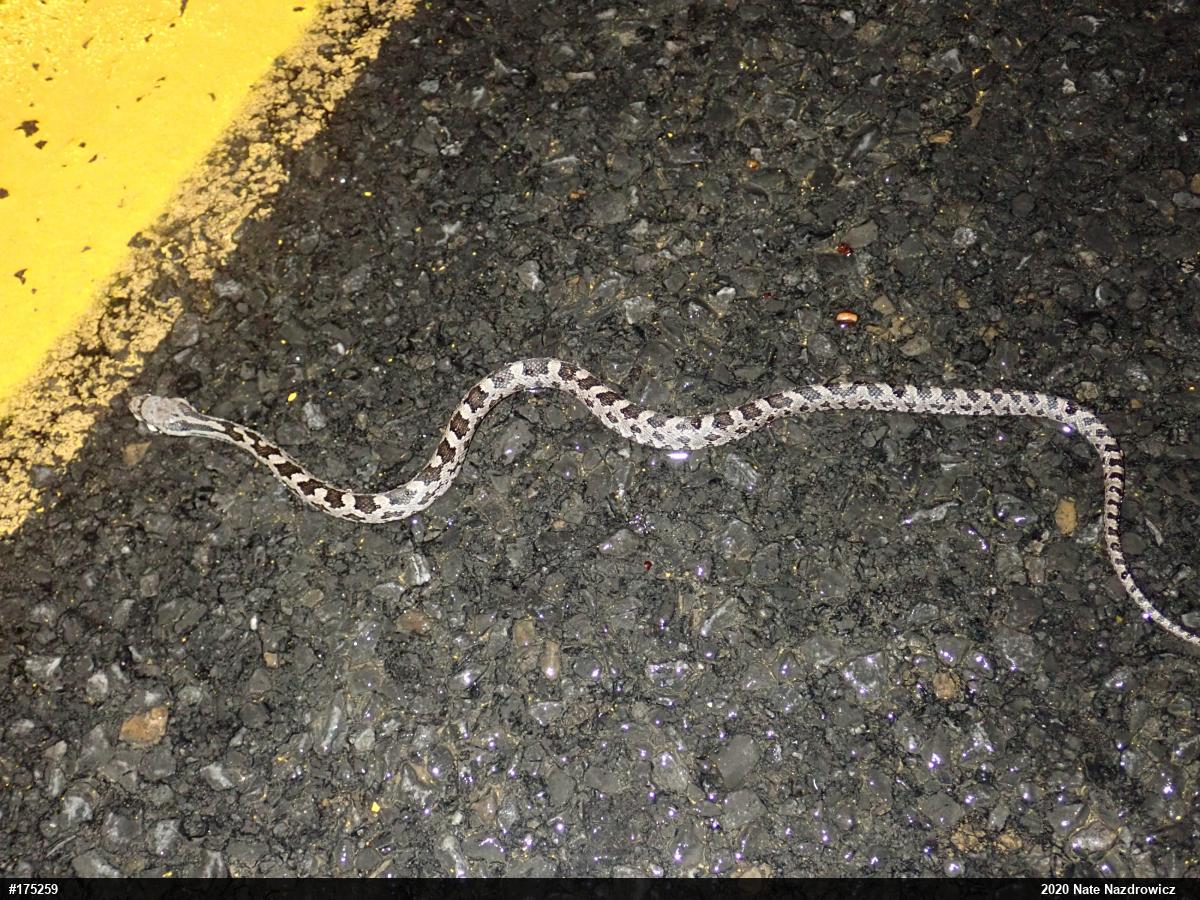 Eastern Ratsnake