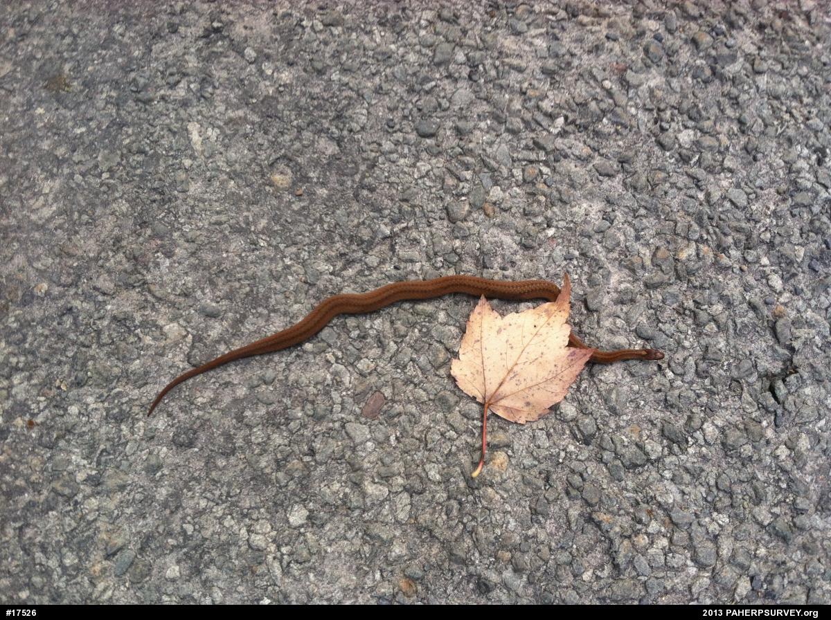 Red-bellied Snake