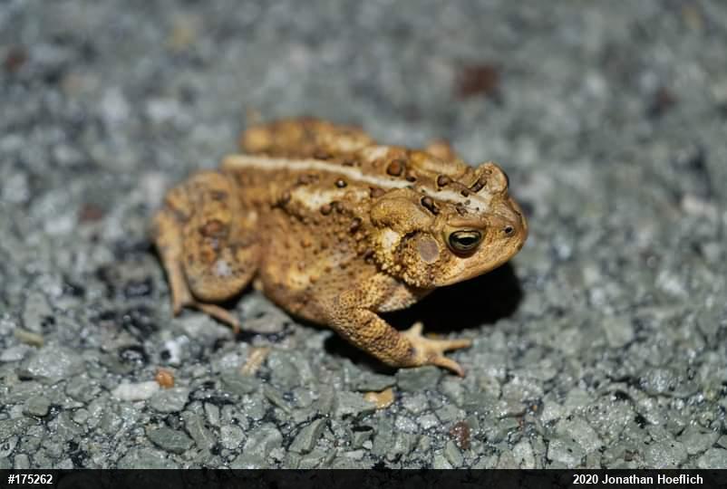 Eastern American Toad