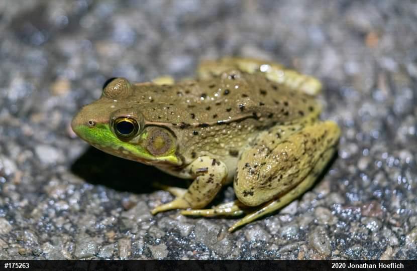 Green Frog