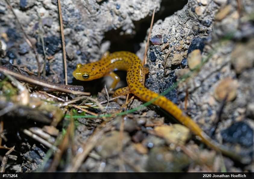 Eastern Long-tailed Salamander