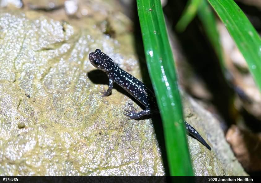 Northern Slimy Salamander