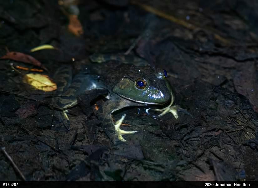 American Bullfrog