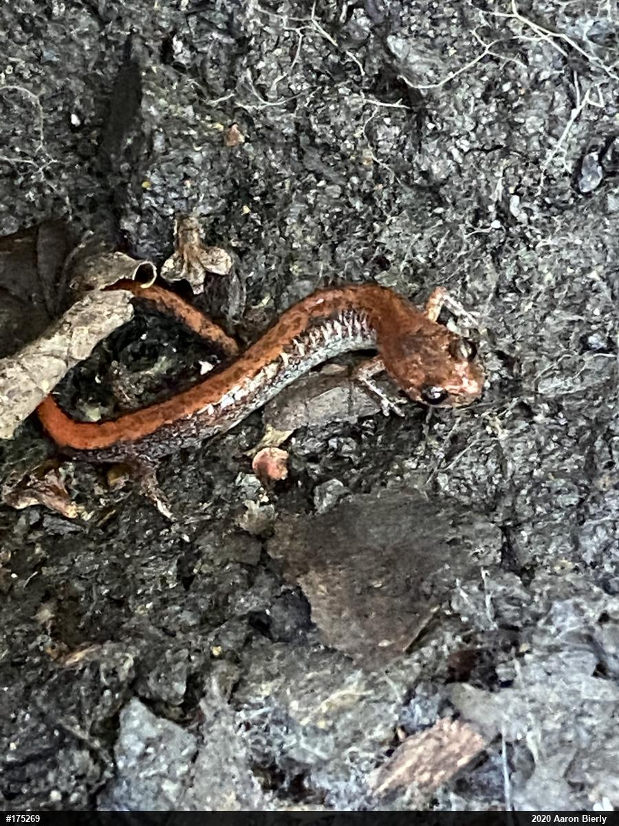 Eastern Red-backed  Salamander