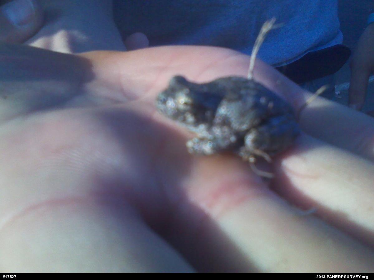 Gray Treefrog