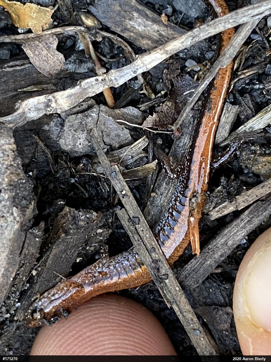 Eastern Red-backed  Salamander