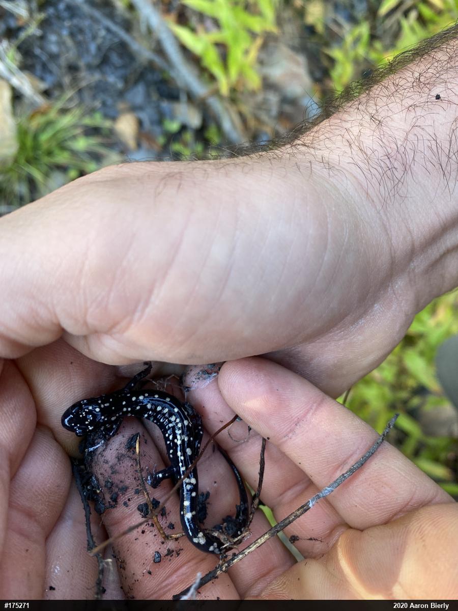 Northern Slimy Salamander