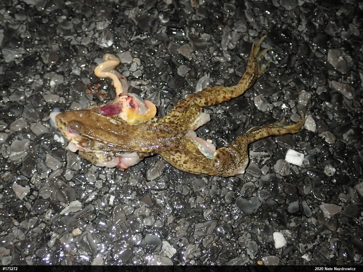 Green Frog