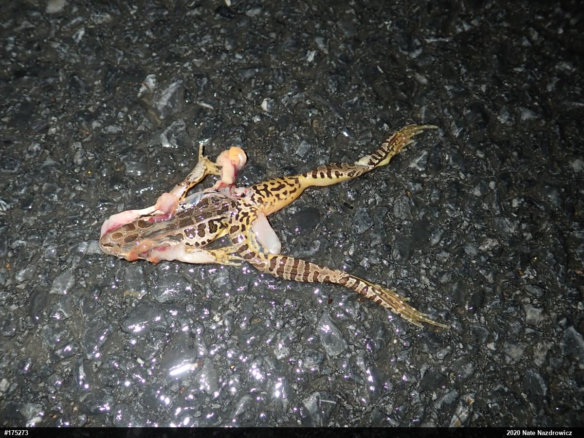 Pickerel Frog