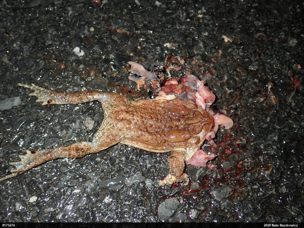 Eastern American Toad