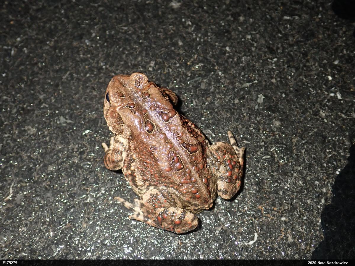 Eastern American Toad
