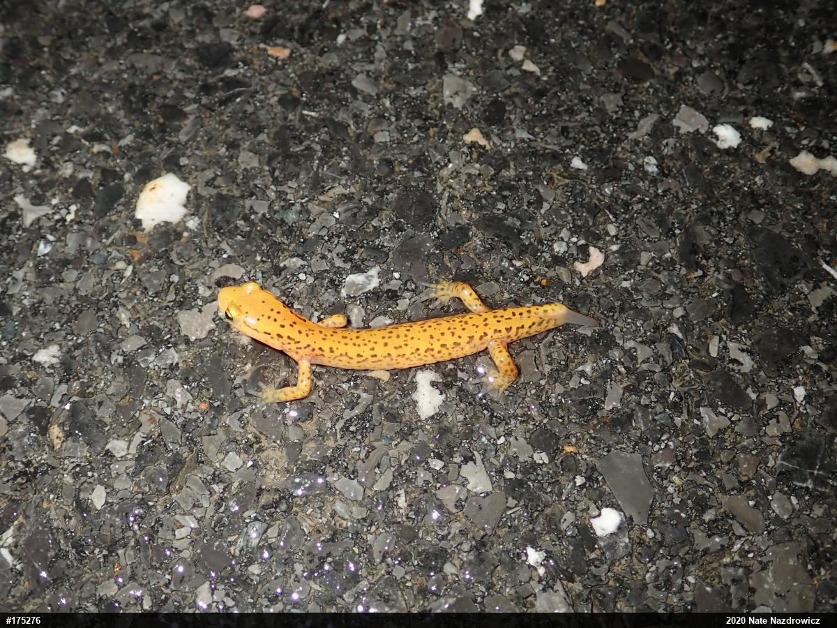 Eastern Long-tailed Salamander