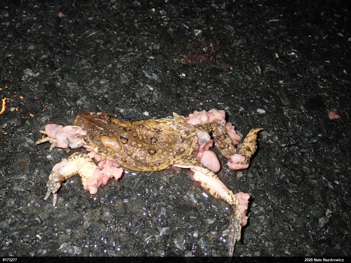 Eastern American Toad