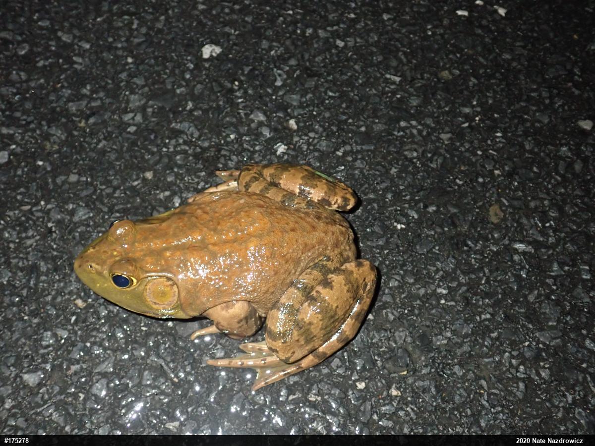 American Bullfrog