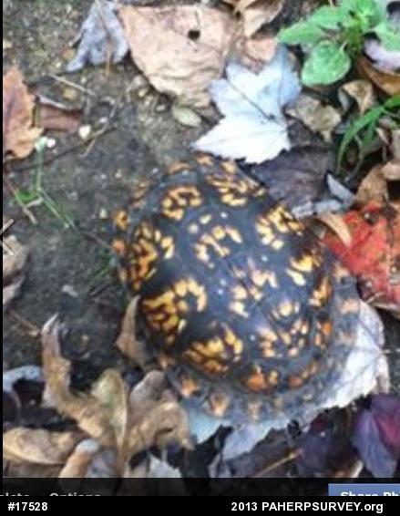 Eastern Box Turtle