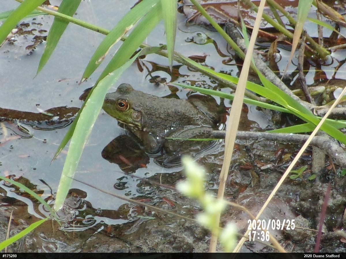 American Bullfrog