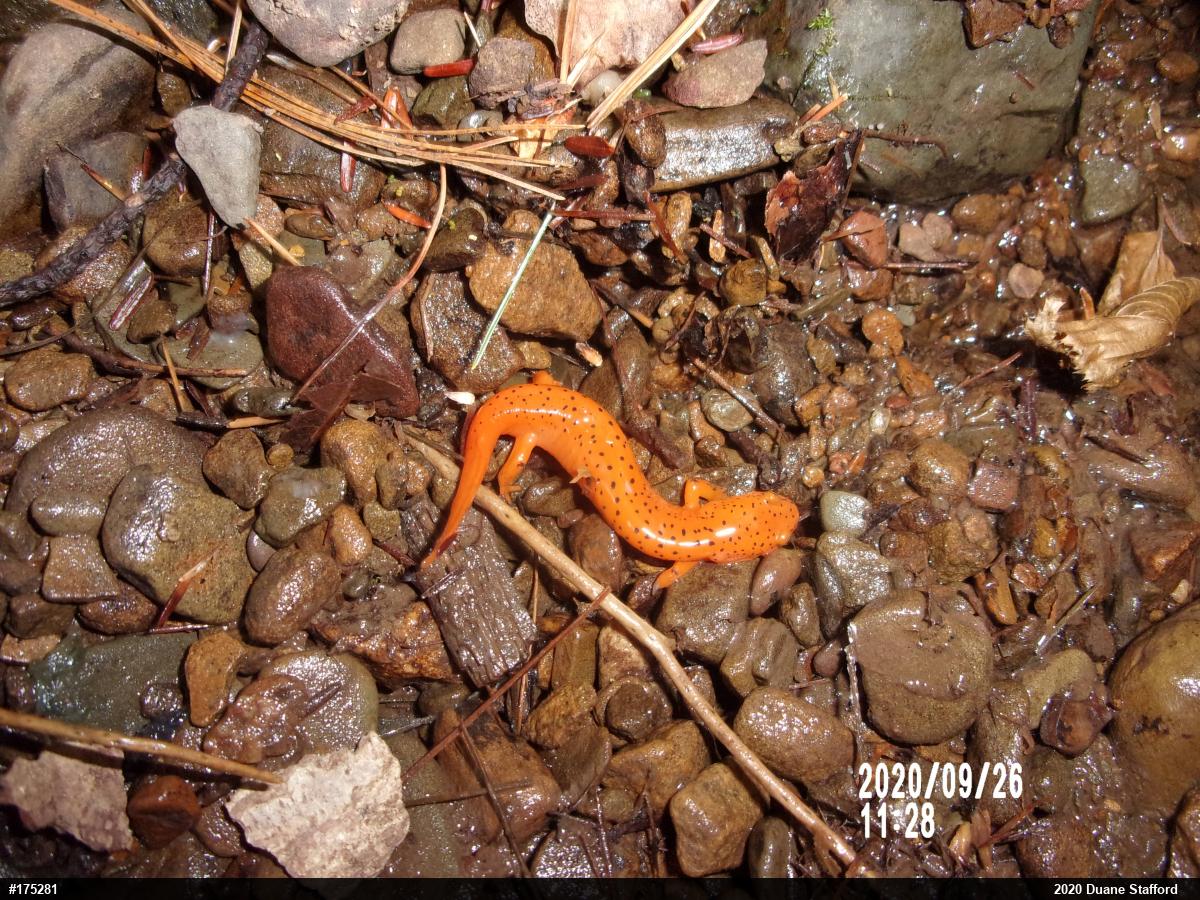 Northern Red Salamander