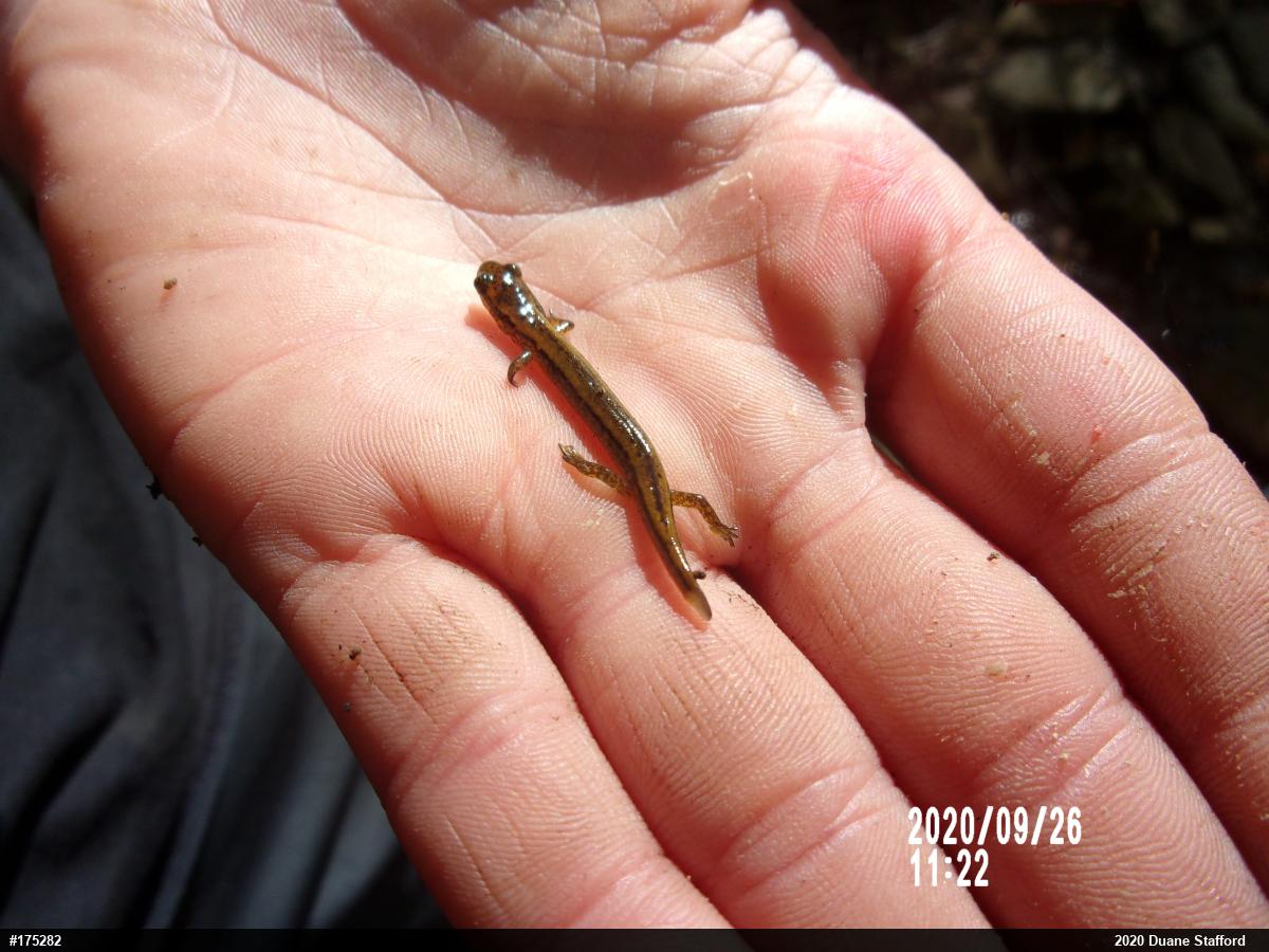 Northern Two-lined Salamander