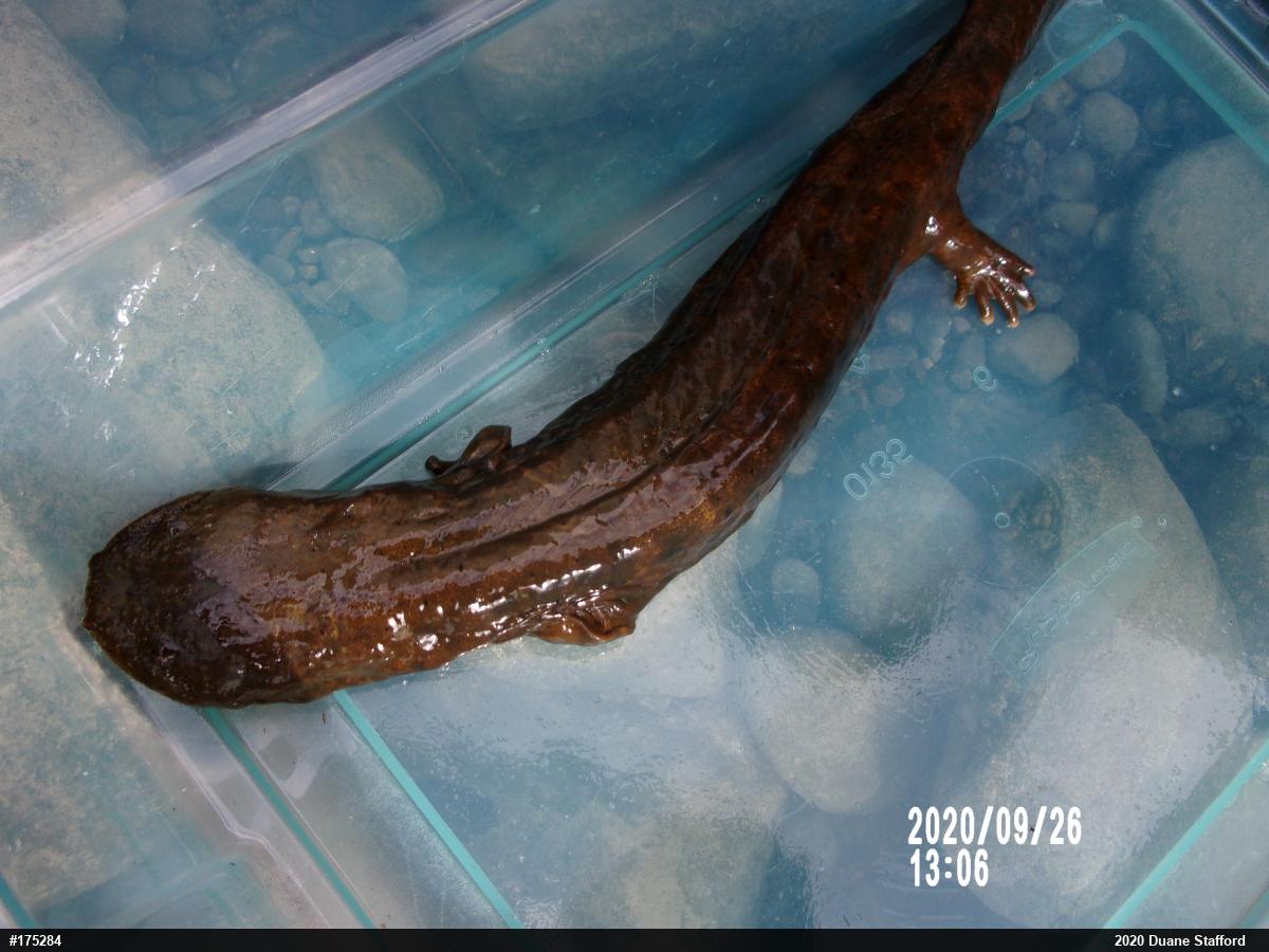 Eastern Hellbender