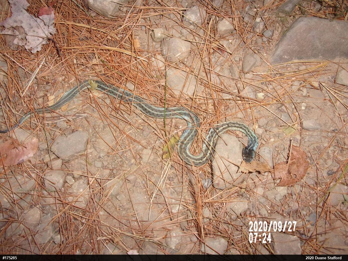 Eastern Gartersnake