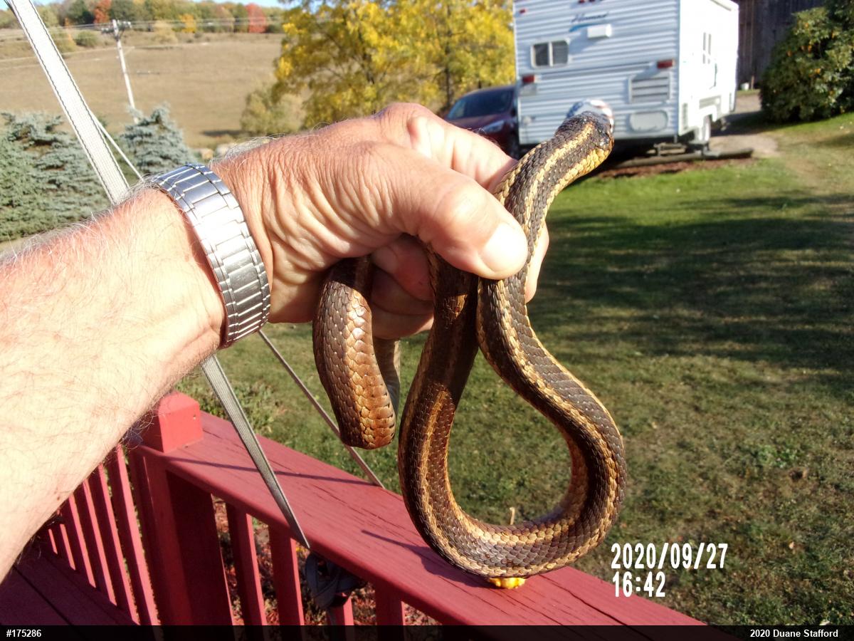 Eastern Gartersnake