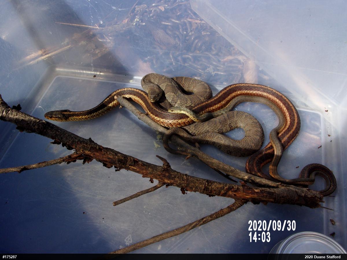 Northern Watersnake