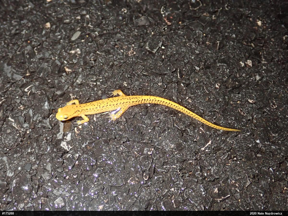 Eastern Long-tailed Salamander