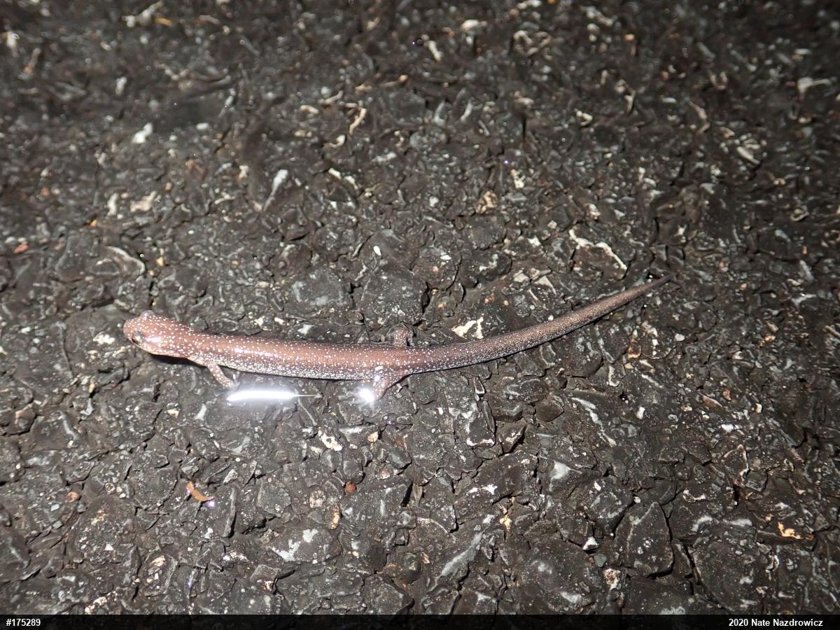 Eastern Red-backed  Salamander
