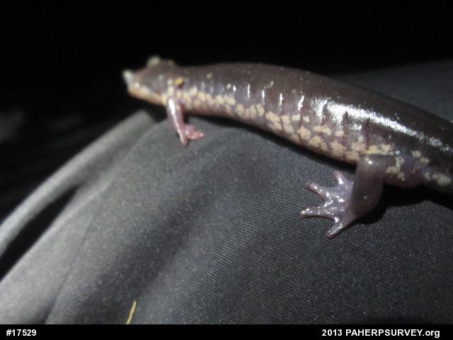 Wehrle's Salamander
