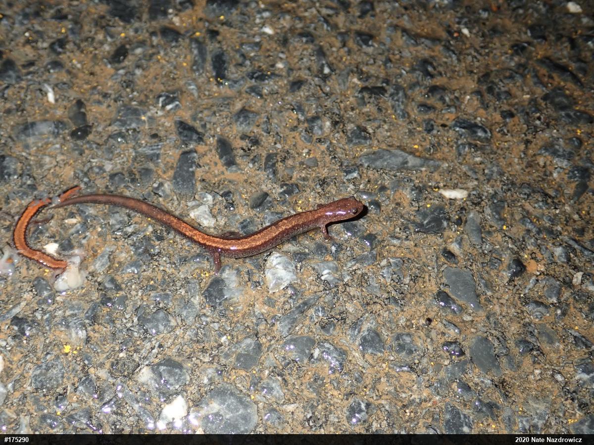 Eastern Red-backed  Salamander