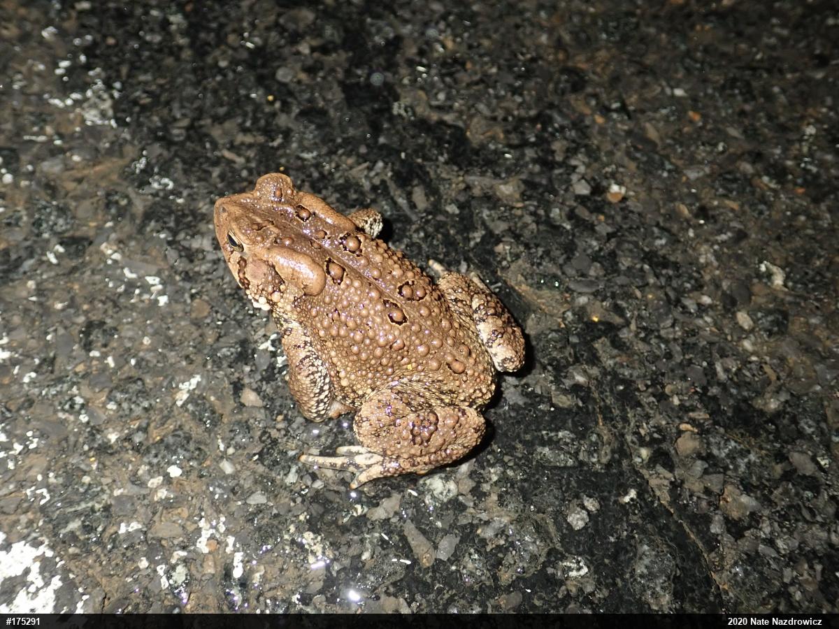 Eastern American Toad