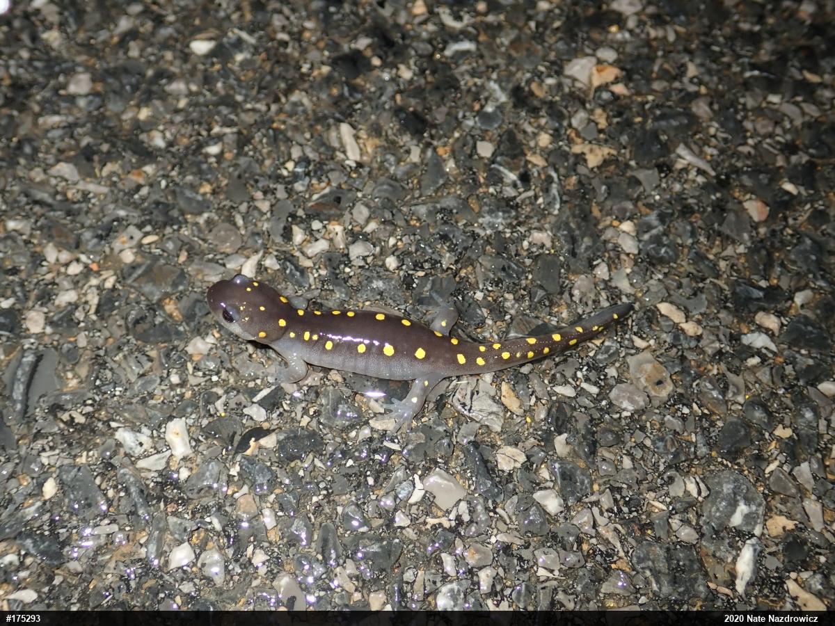 Spotted Salamander