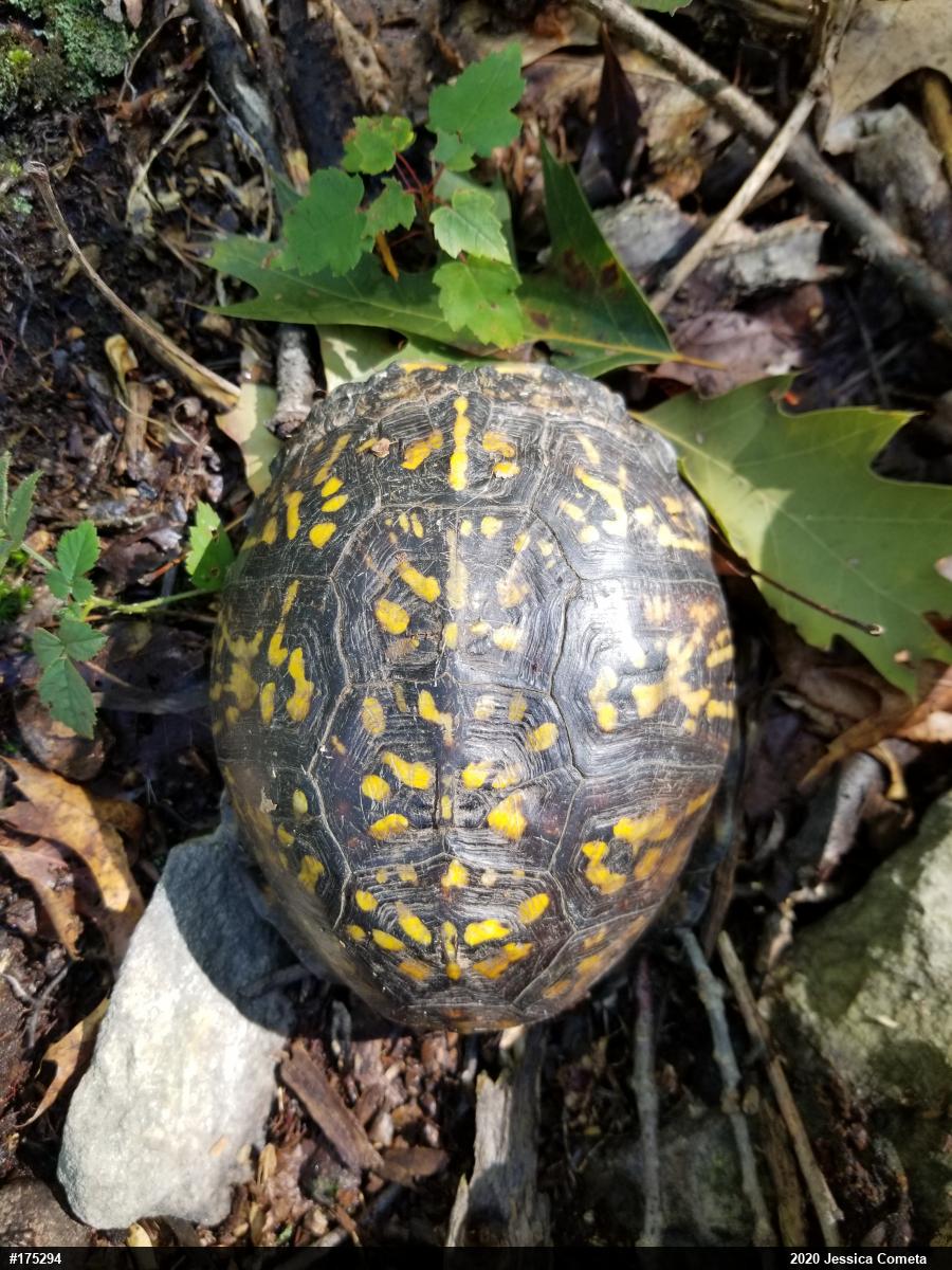 Eastern Box Turtle