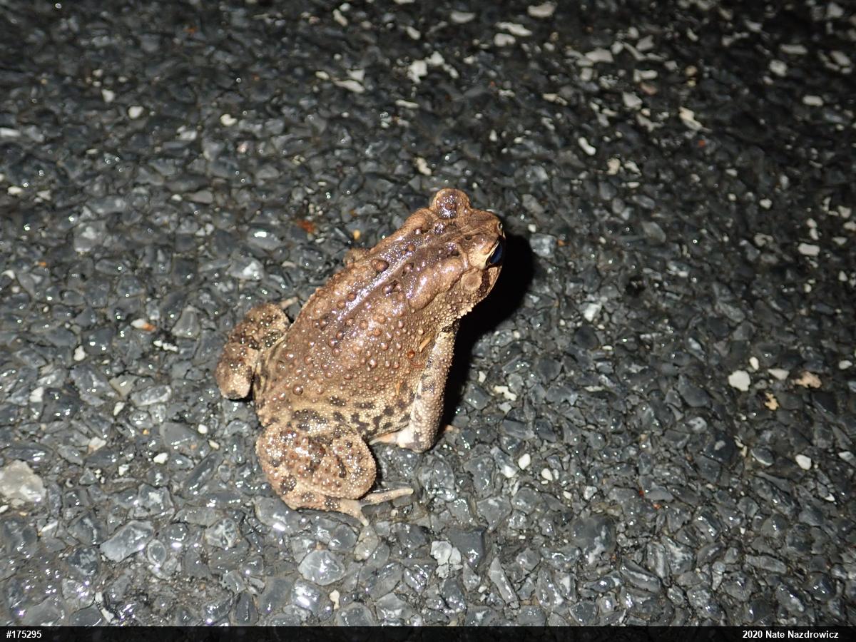 Eastern American Toad