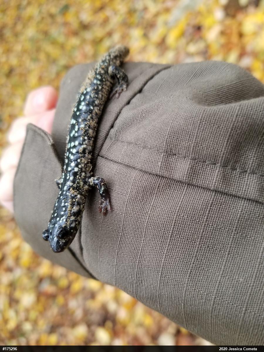 Northern Slimy Salamander