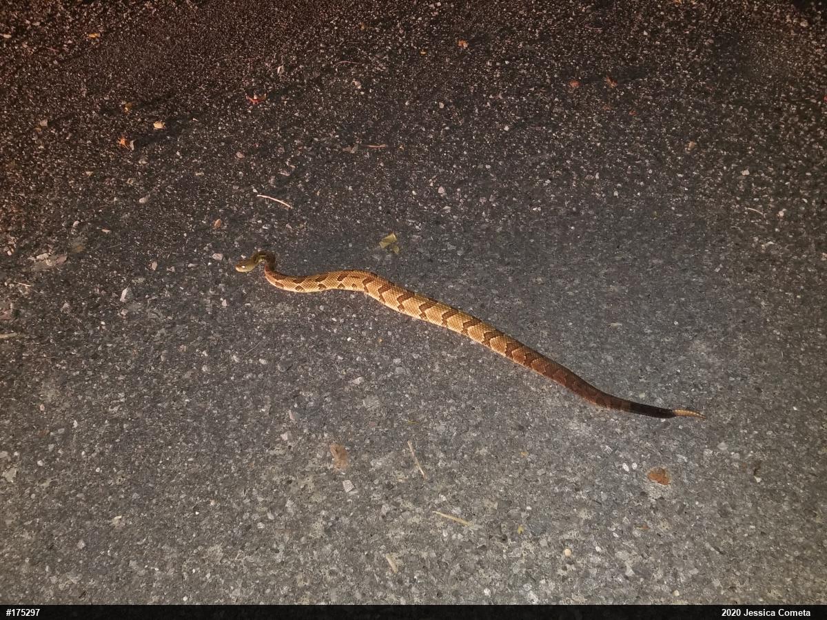 Timber Rattlesnake