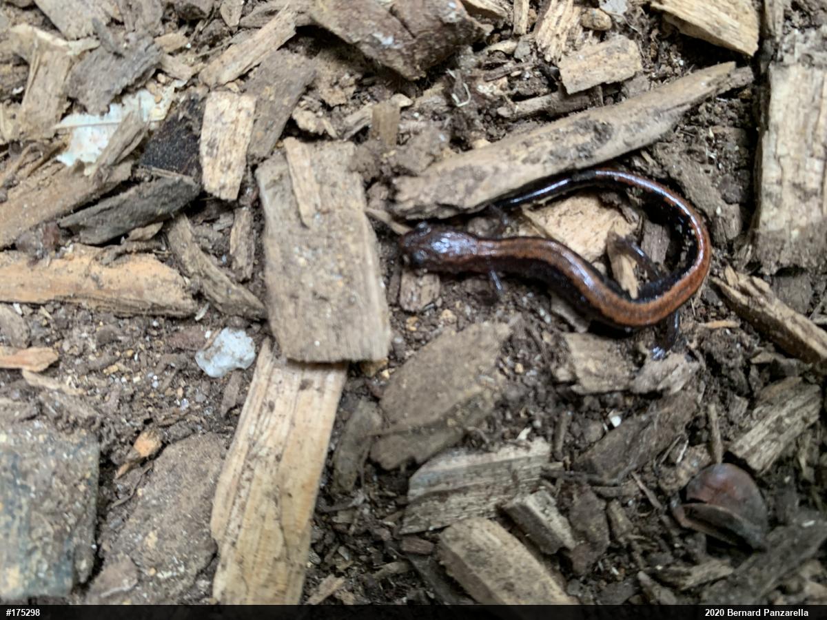 Eastern Red-backed  Salamander