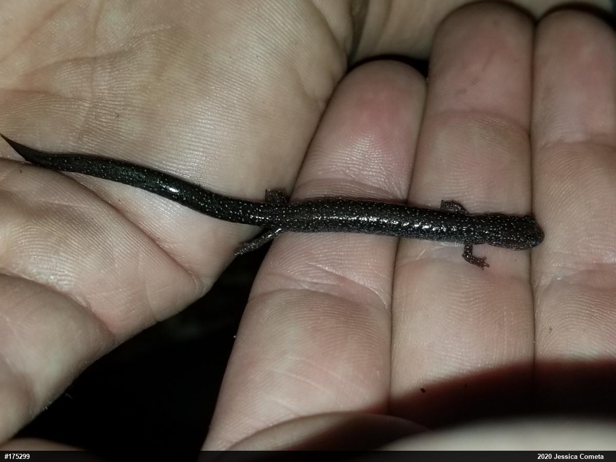 Woodland Salamanders