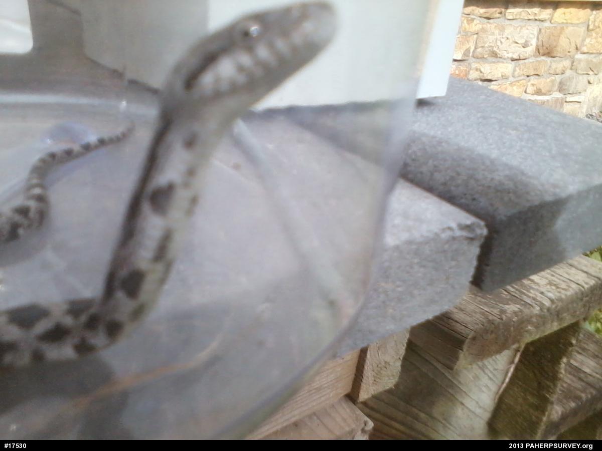 Eastern Ratsnake