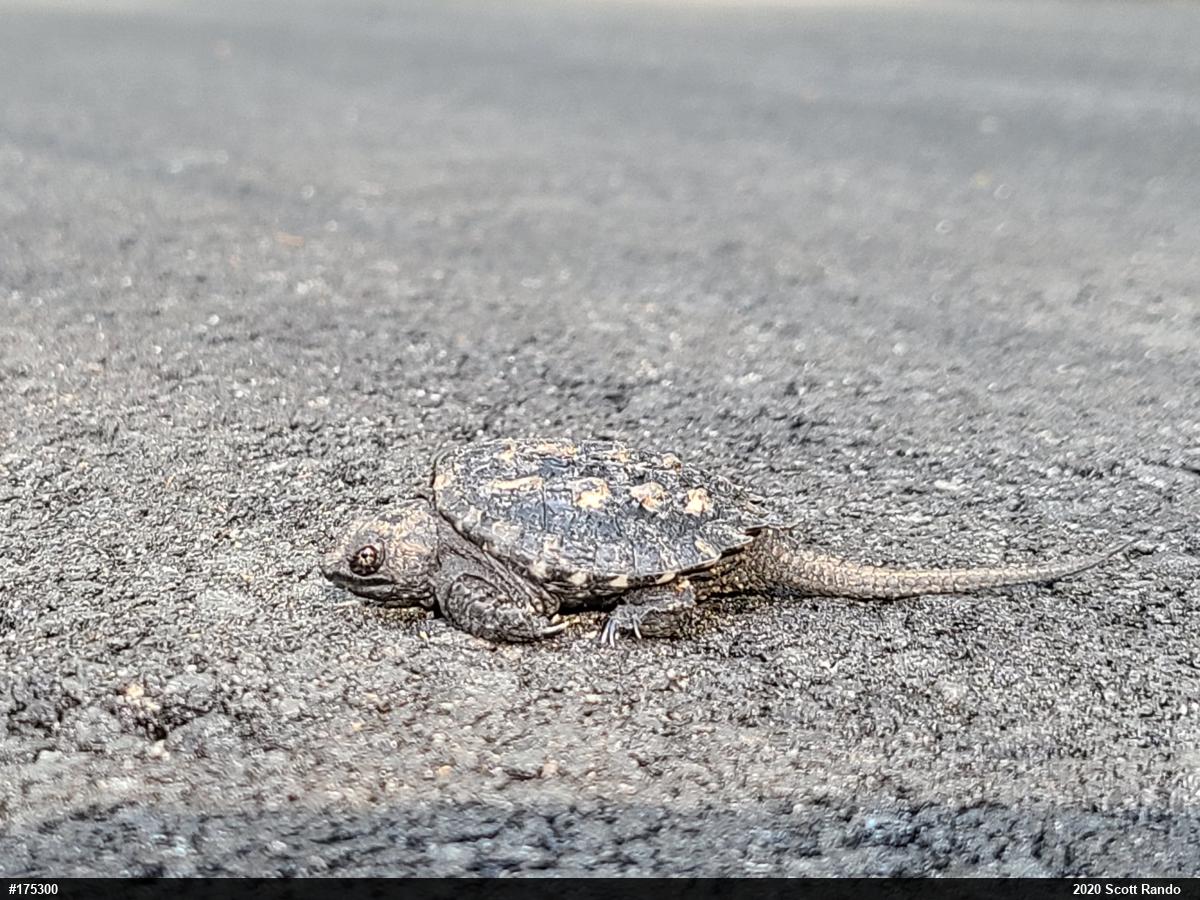 Snapping Turtle