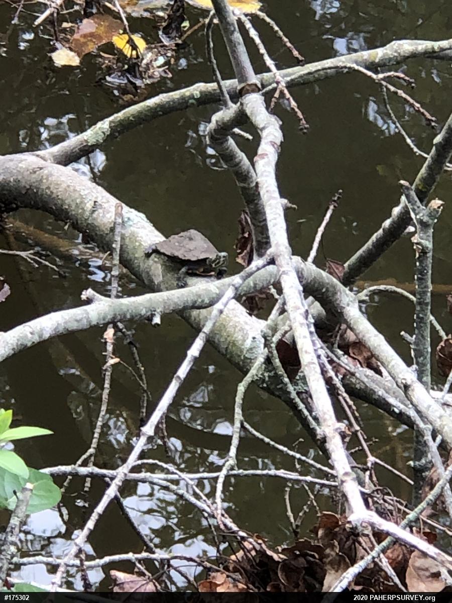 Northern Map Turtle