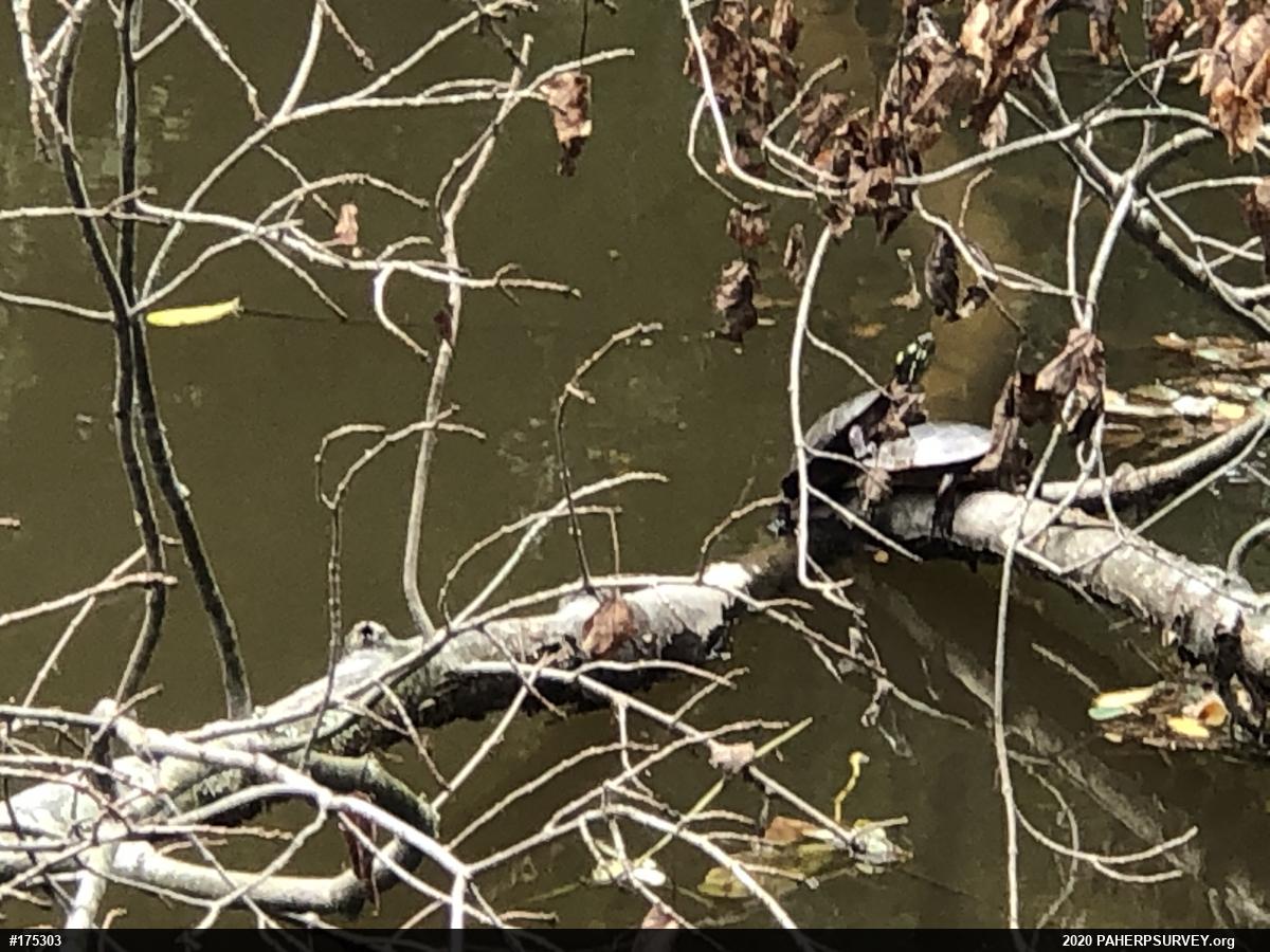 Eastern Painted Turtle