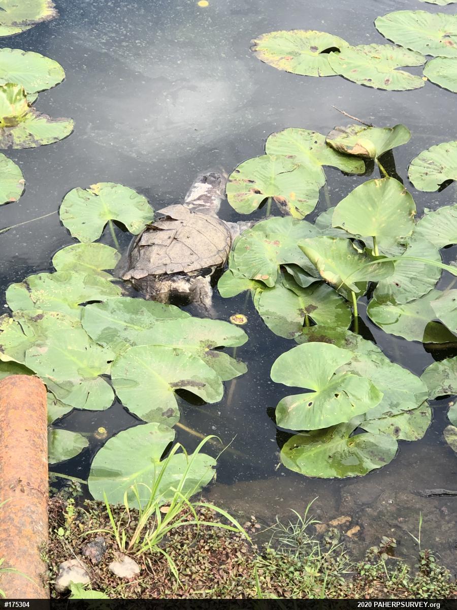 Snapping Turtle