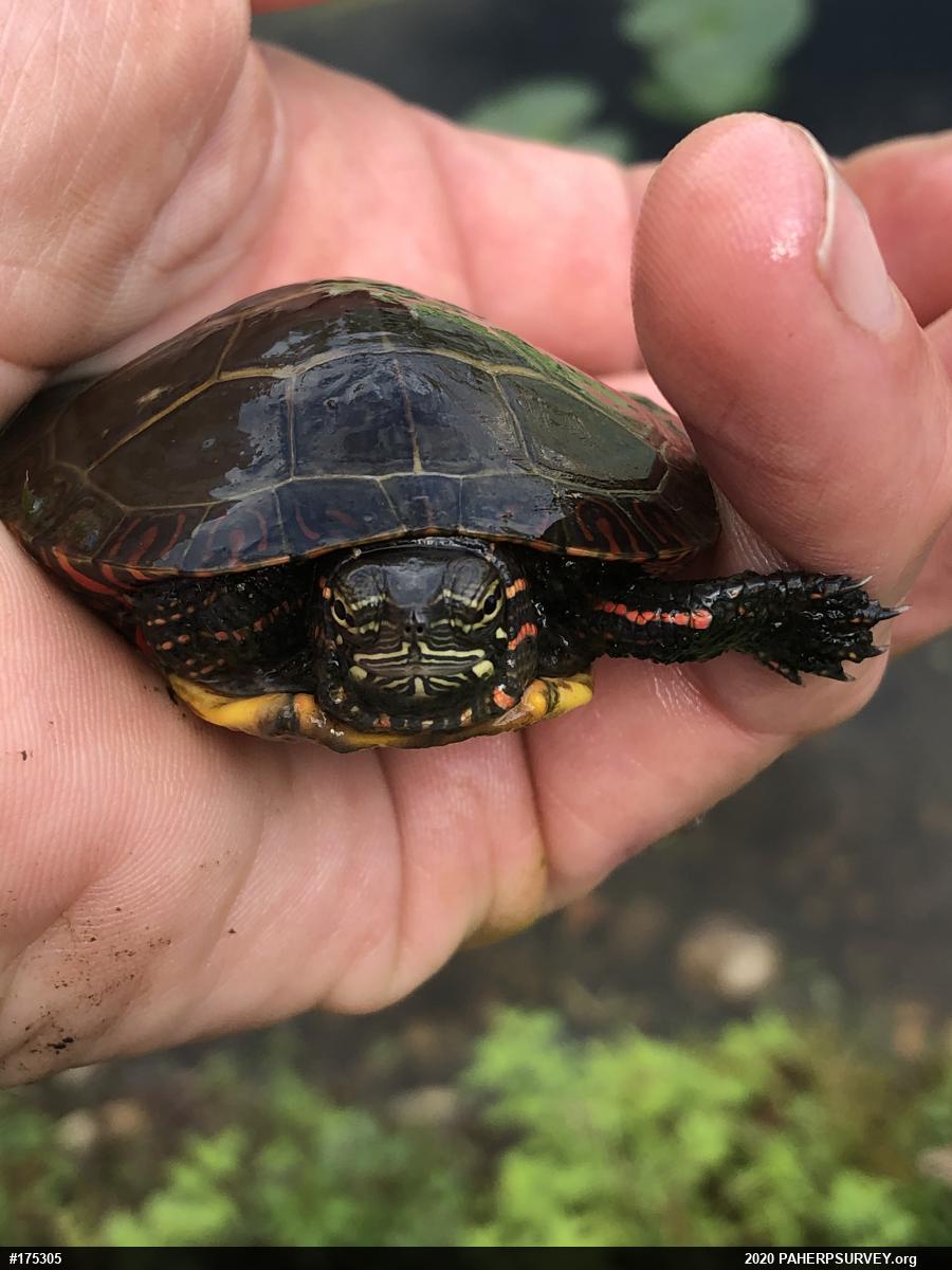 Painted Turtle