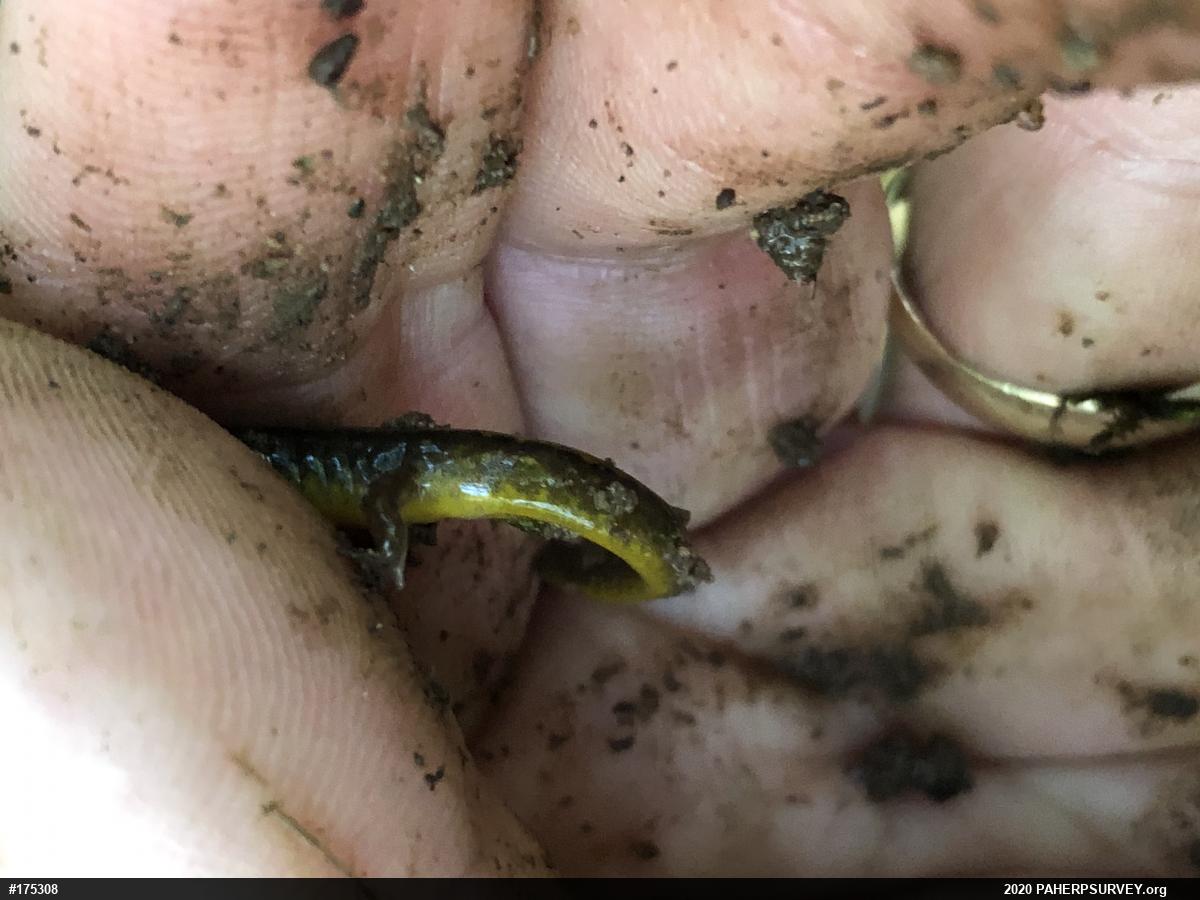 Northern Two-lined Salamander
