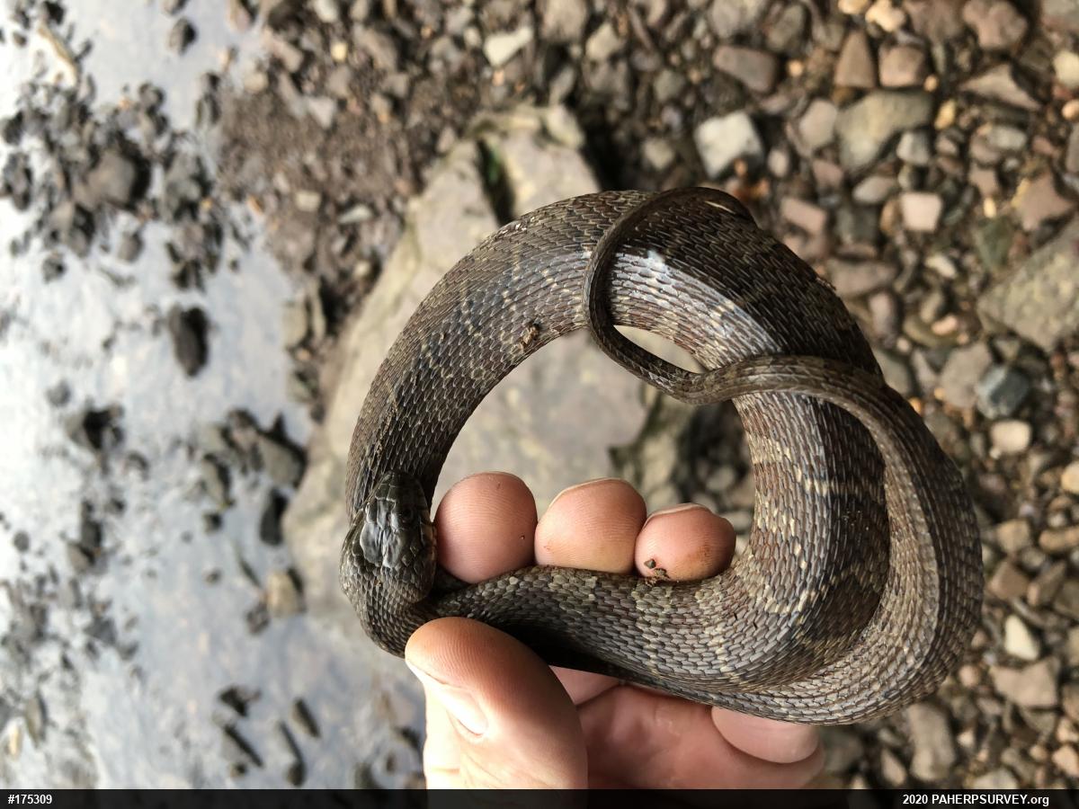Northern Watersnake