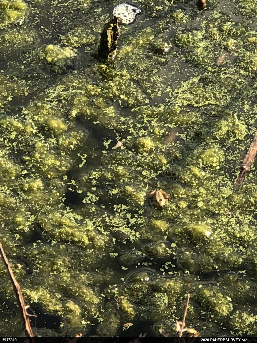 True Frogs